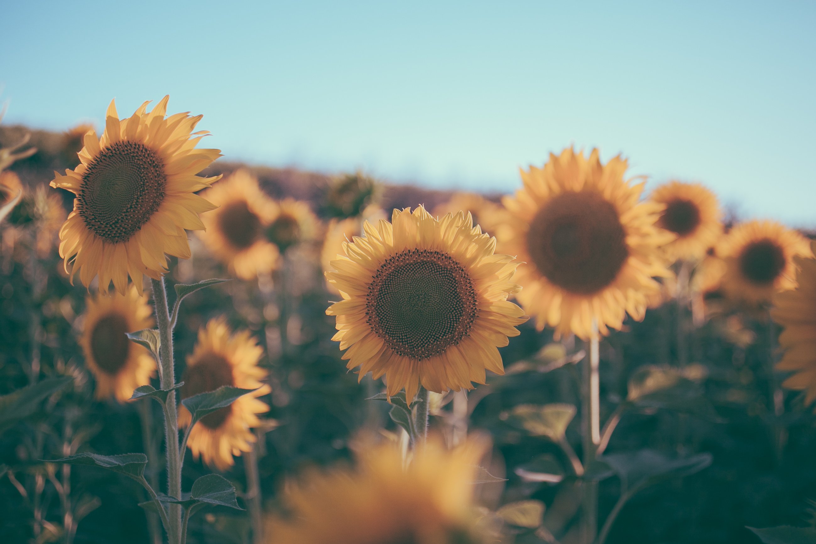 Sunflowers texture and background for designers. Sunflowers field background in vintage style. Macro view of sunflower in bloom. Organic and natural flower background. Vintage sunflower.